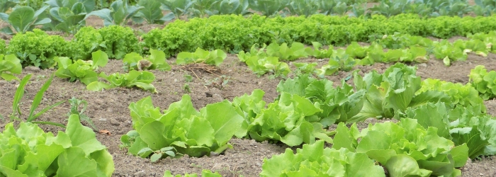 Saisine relative aux conditions d'autorisation, d'importation, de détention, de mise sur le marché et d'utilisation des substances et produits phytosanitaires à usage agricole.